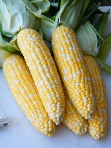 Fresh corn on the cob for canning