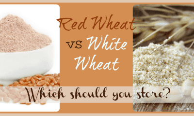 Red Wheat vs. Hard White Wheat for Home Storage