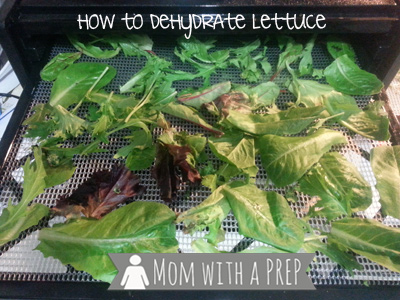 Step-by-Step Tutorial - How to Dehydrate Lettuce