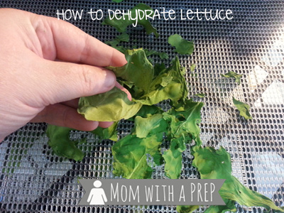 How to Dehydrate Lettuce - Dried