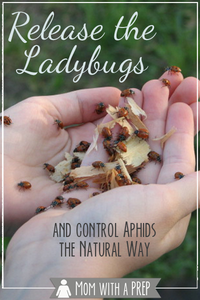 Can ladybugs really help with aphid control in your garden? You bet! Here's how to do it, and spring is the perfect time to get started!!
