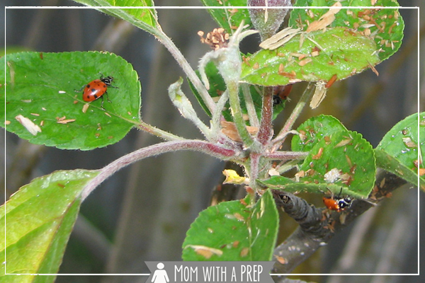 Can ladybugs really help with aphid control in your garden? You bet! Here's how to do it, and spring is the perfect time to get started!! 
