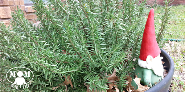 How to dry rosemary