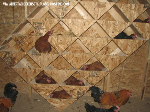 Geometric DIY For Chicken