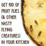 Does it seem like summer bring a swarm of fruit flies and other nasty flying creatures in your kitchen, either messing with all of your ripening fruit or in your drains? Here are some ways to get rid of those pesky little creatures...