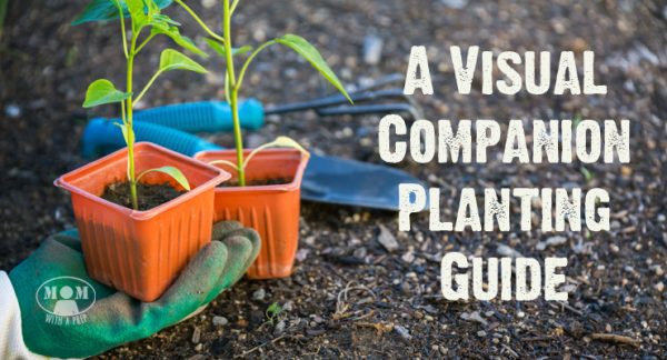 Companion Planting -- just not for helping your plants make friends, but to help your plants grow to the best of their ability by having great neighbors to help them along! Give your garden plants new best friends!