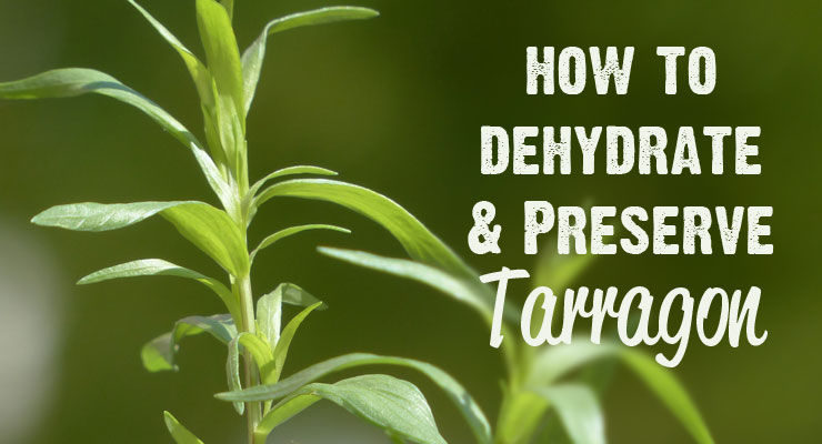 Dehydrate Tarragon | Freeze Tarragon | Preserve Tarragon | How to Dehydrate Tarragon 