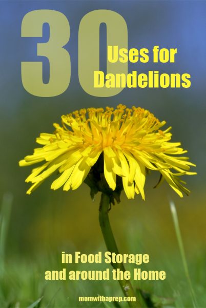 30+ Incredible Ways to Use Dandelions in Food Storage and more