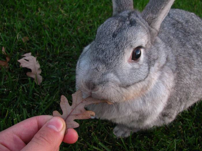 American Chinchilla rabbit