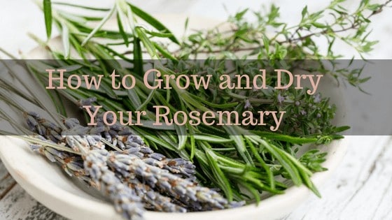 how to dry rosemary