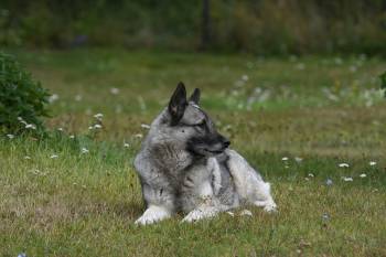 Norwegian Elkhound