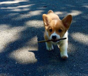 Pembroke Welsh Corgi