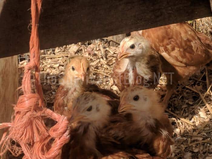 Rhode Island Red baby chicks