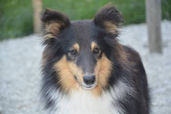 Shetland Sheepdog