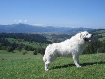 Polish Tatra Sheepdog