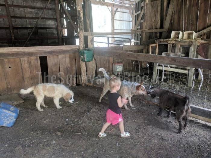 child-playing with goats and dogs