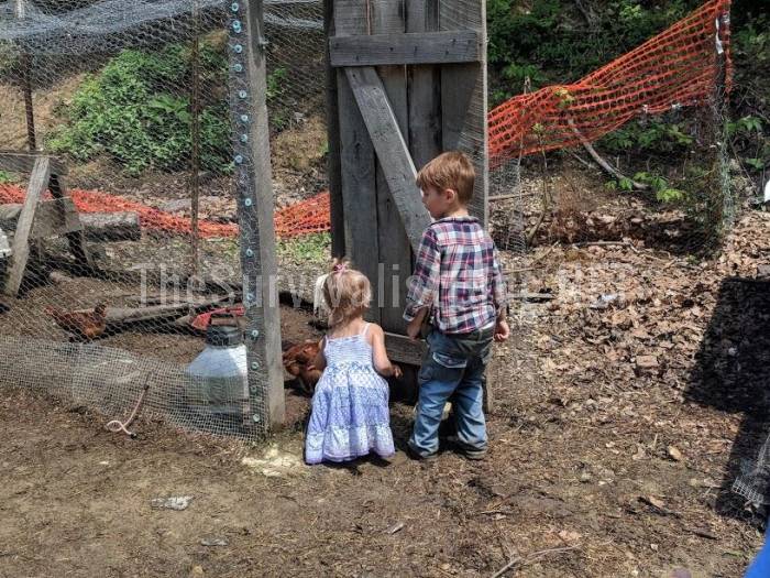 children collecting eggs inside the chicken run