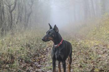 doberman