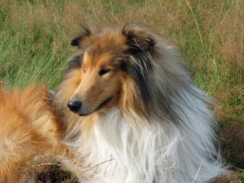 rough collie