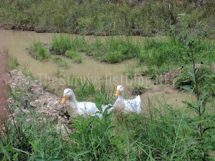 ducks next to a creek