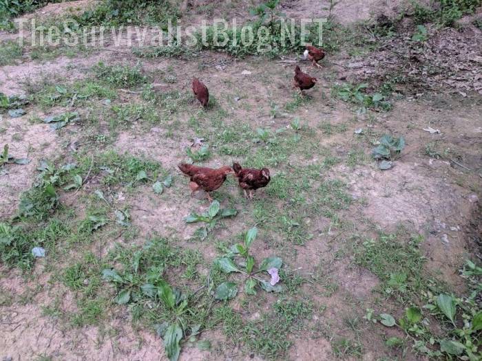 free ranging chickens