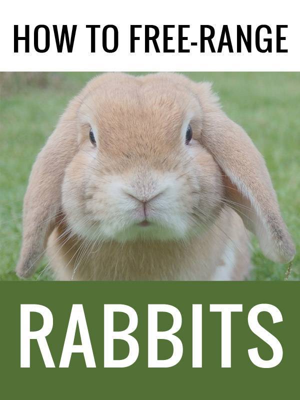 free ranging rabbits pinterest