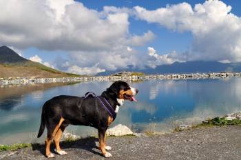 great swiss mountain dog