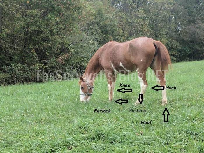 horse leg terminology