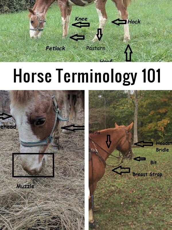 horse terminology pinterest