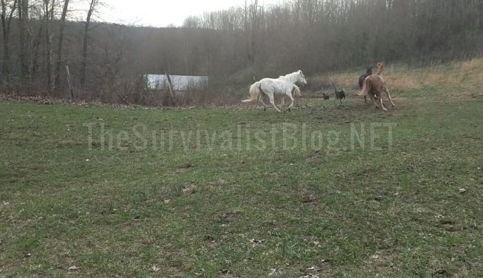 horses running on a survival retreat