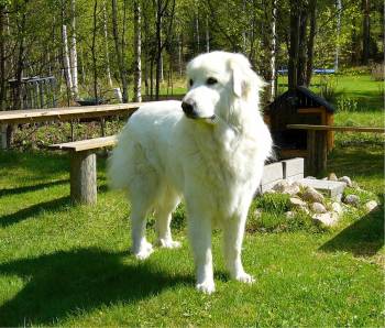 pyrenean mountain dog