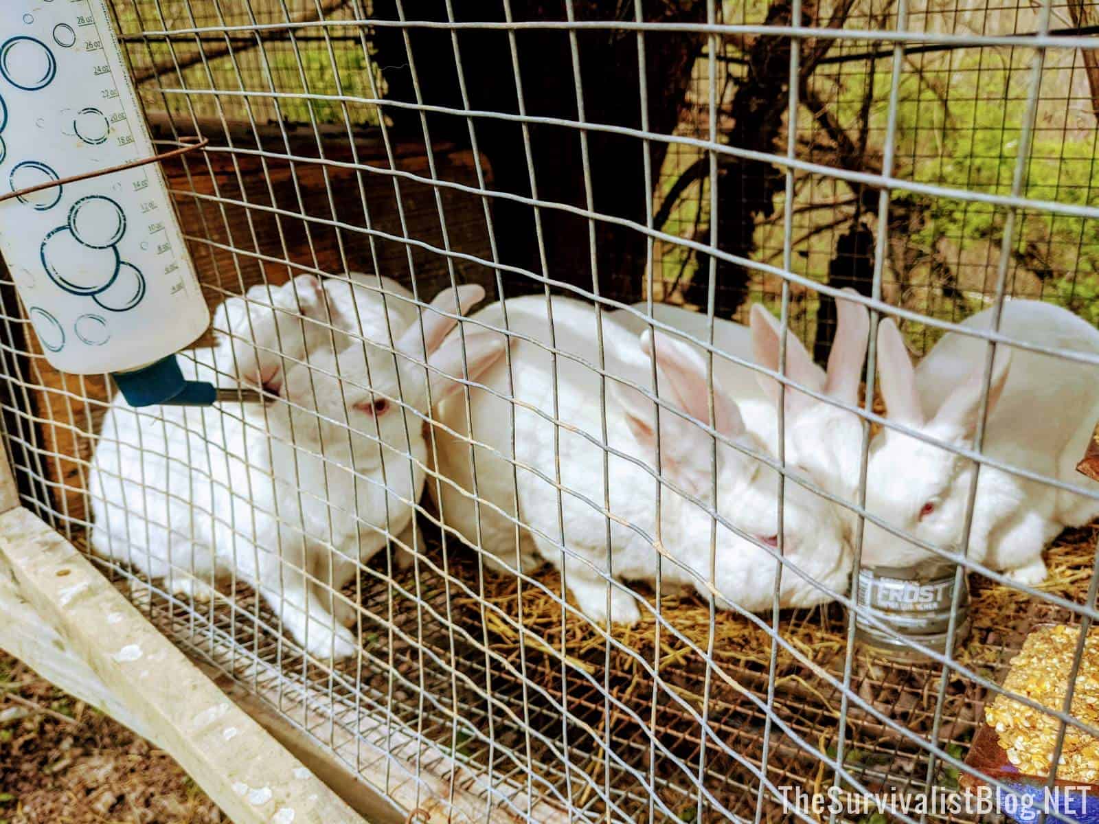 white rabbits in cage