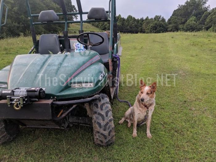 dog next to atv