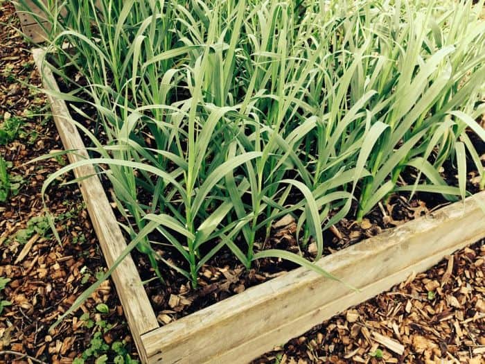 garlic in grow box