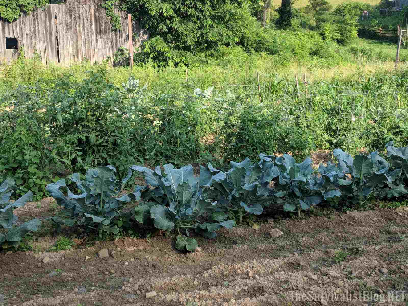 veggie garden during the summer