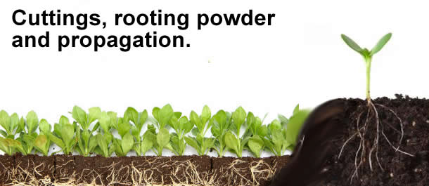 image with words "cuttings, rooting powder and propagation"