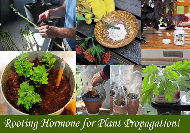 using rooting hormone in different ways 