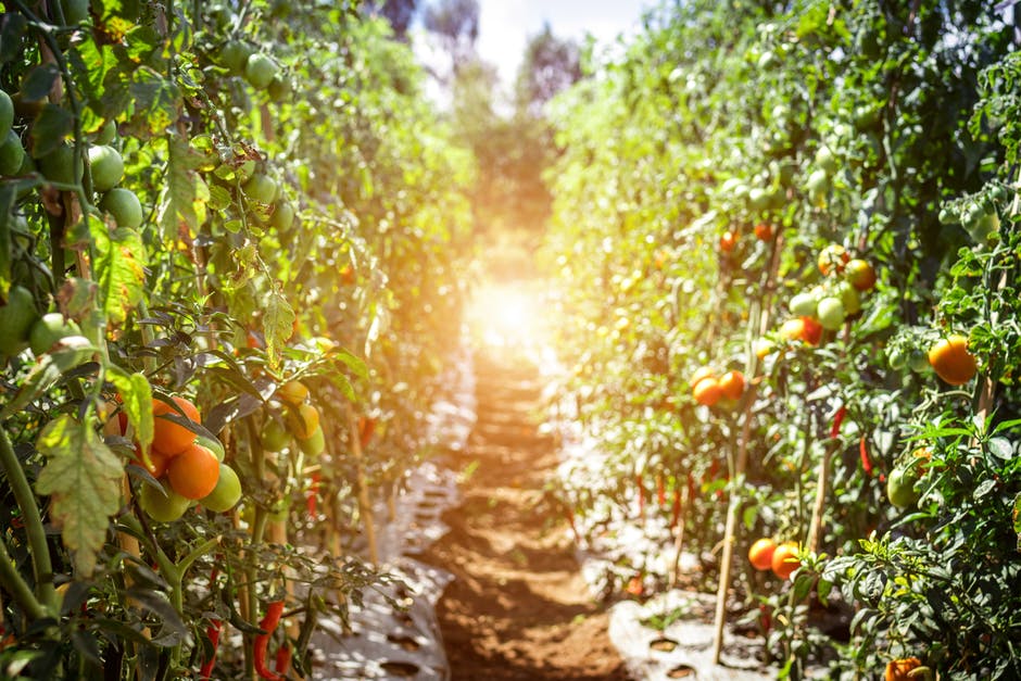 pathway along tomato plants