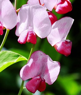 flowers of sweet pea Windsor