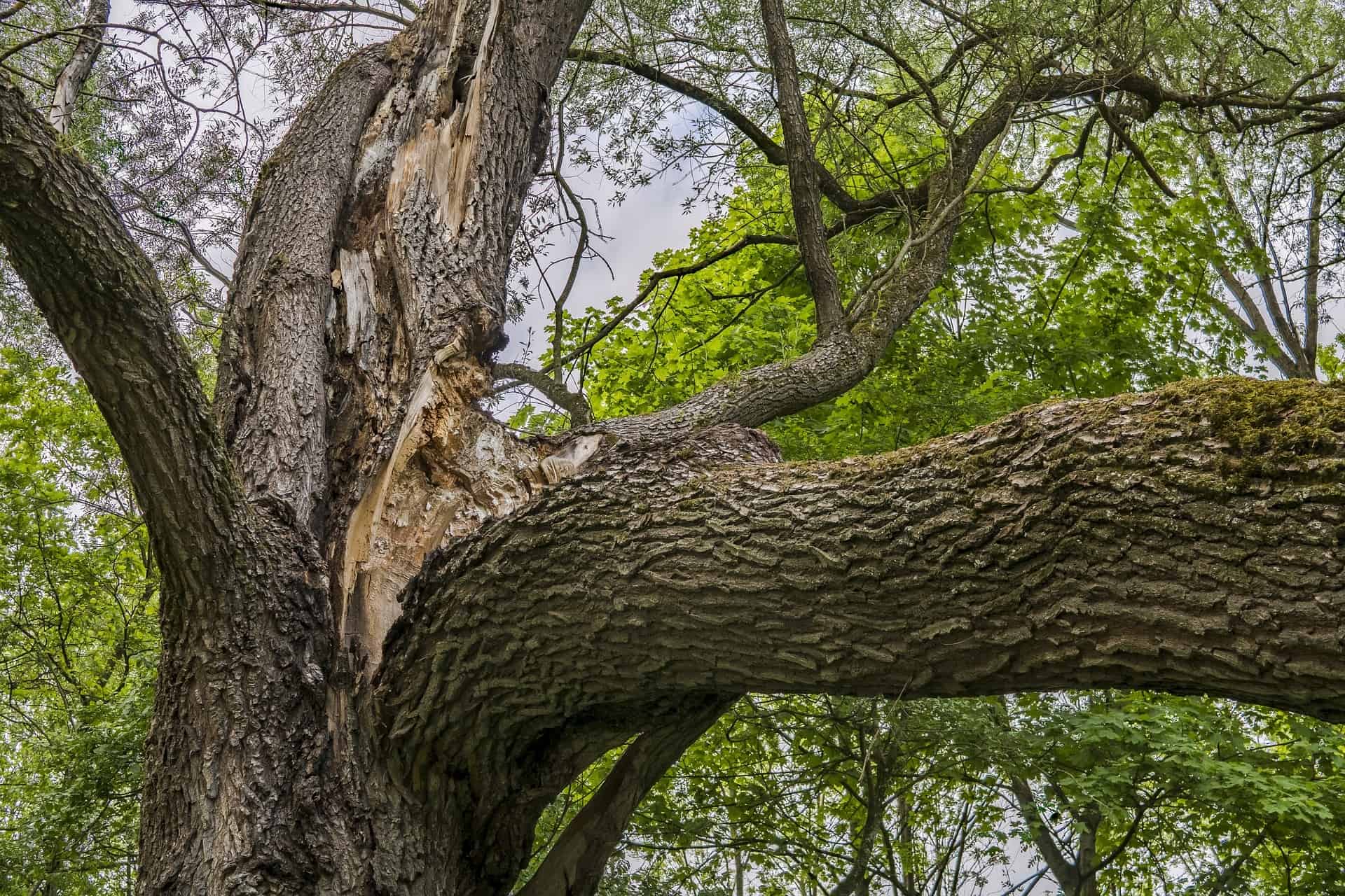 large Tree with ripped off branch caused by strong winds