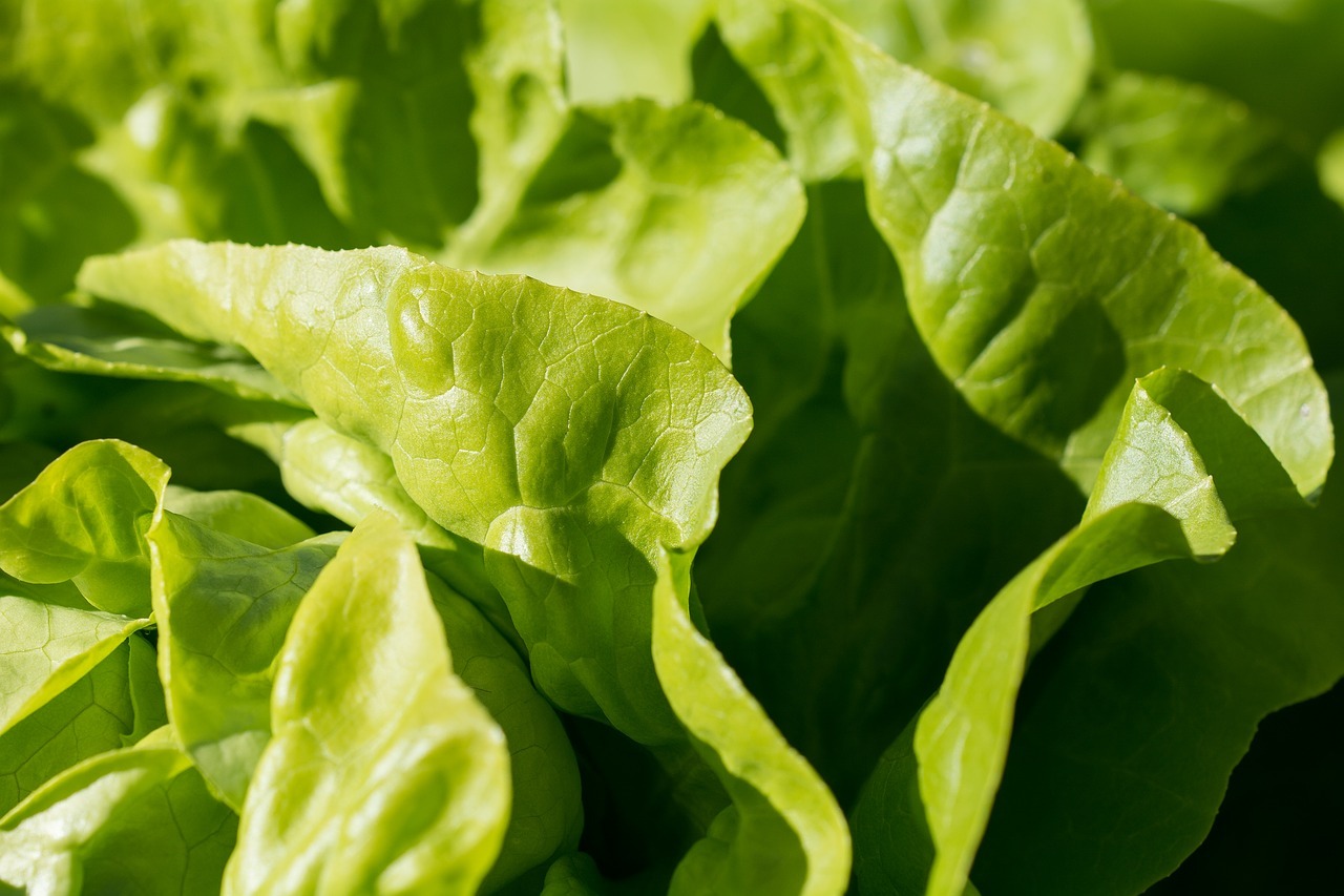 close-up photo of fresh lettuce