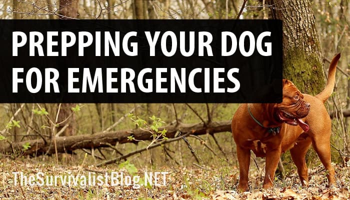 dog preparedness featured