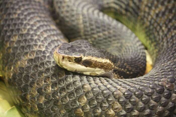 Cottonmouth Snake