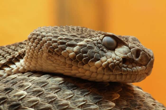 Western Diamondback