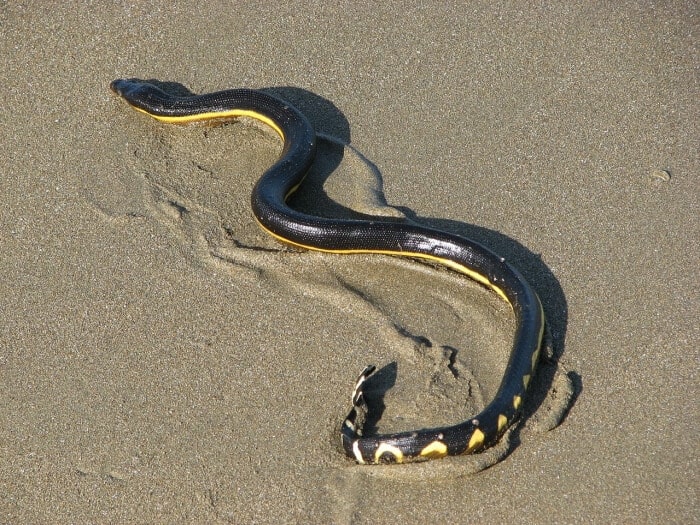 Yellow-Bellied Sea Snake