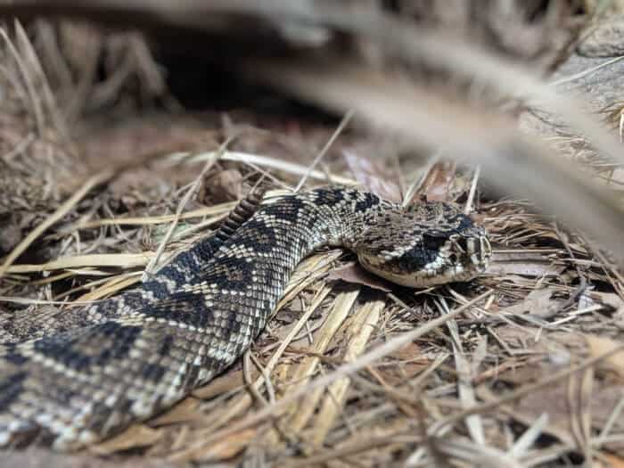 Black Diamond Rattlesnake