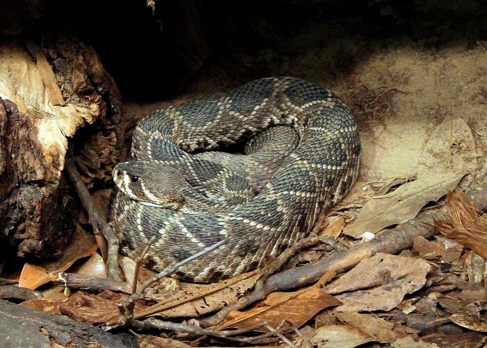 eastern diamonblack snake