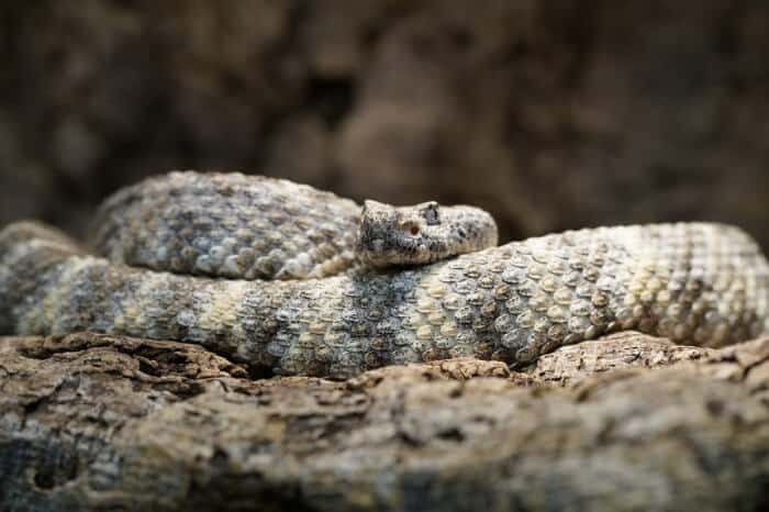 Tiger Rattlesnake