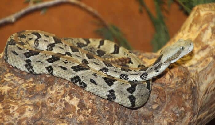 Timber rattlesnake