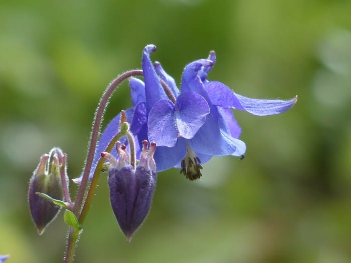 Blue Spur Flower